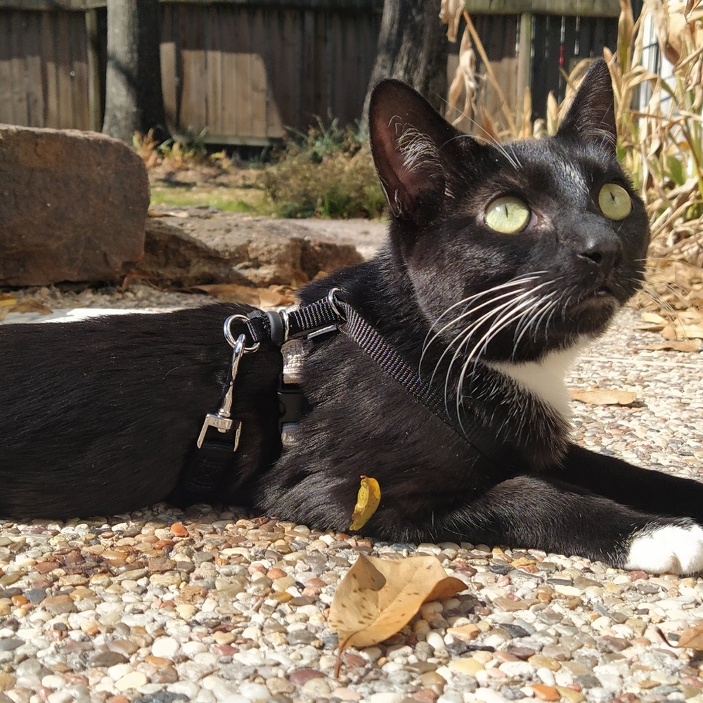 Harness & bungee leash set - Size small